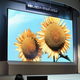 Illustration for article titled 149 Inches of Goodness makes Mitsubishi Size Queen of OLED
